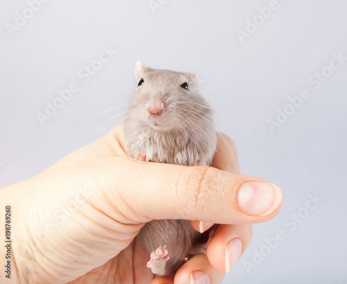 gray mouse gerbil photo