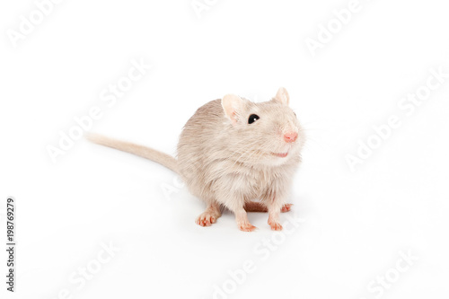 gray mouse gerbil