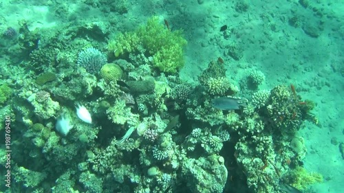 colorful fishes on reef dahab 05 photo