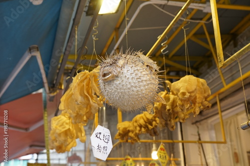 Obraz na plátně ryba Hong Kong