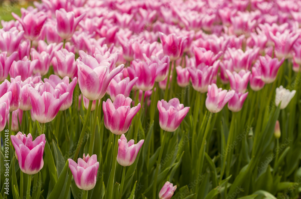 Beautiful Pink Tulips in garden