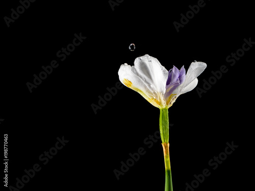 Iris flower against a black background