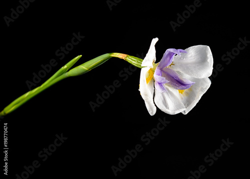 Iris flower against a black background