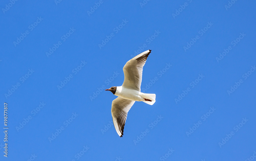 Obraz premium Silver seagull in flight against a blue sky background