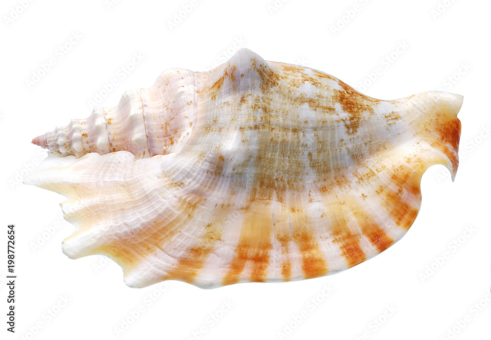 Seashell isolated on white background Seashell isolated on white background