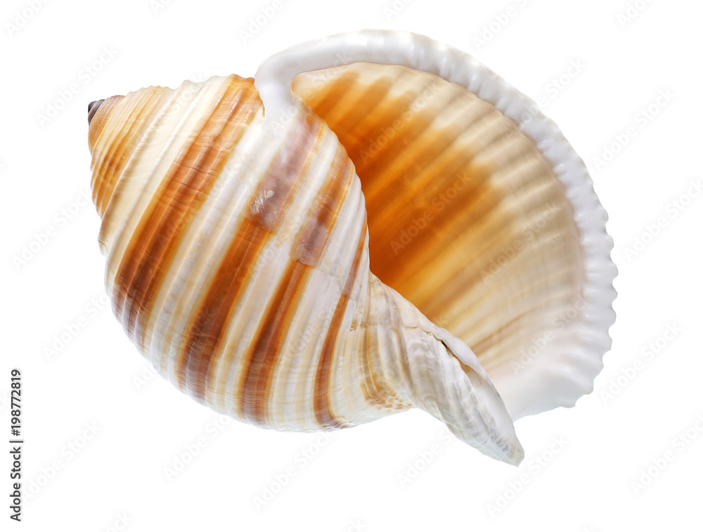 Seashell isolated on white background Seashell isolated on white background