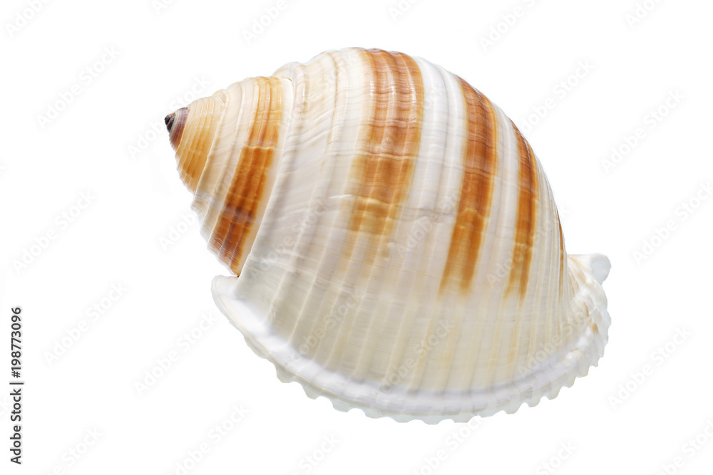 Seashell isolated on white background Seashell isolated on white background