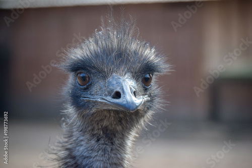 Portrait eines Strauß, Emu, Nandu, angriff