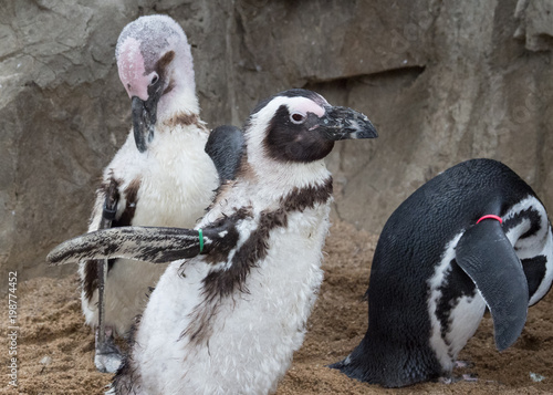 Penguin Flapping Wings at the Zoo photo