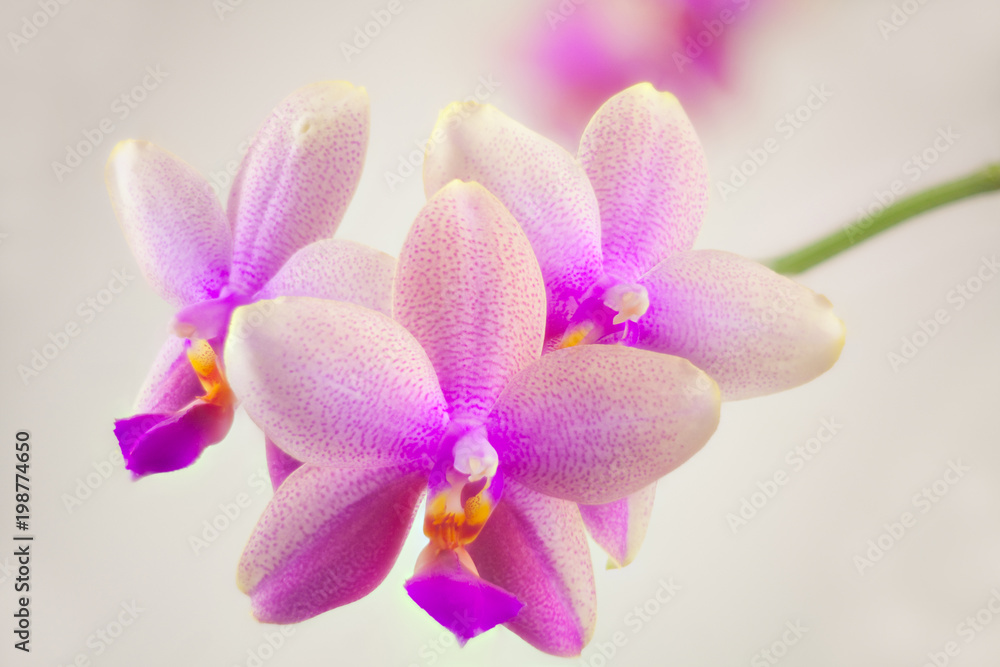 Beautiful rare orchid in pot on white background Beautiful rare orchid in pot on white background