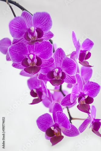 Beautiful rare orchid in pot on white background