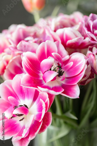 Tulips of pink and white color opened. Big buds of multicoloured tulips. Floral natural backdrop. Bicolour tulips filled picture. Unusual flowers  unlike the others. Shallow focus.