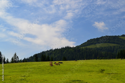 Green pasture and beautiful horses - Stock image