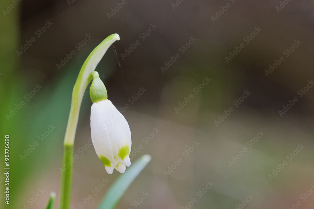 Fototapeta premium Beautiful blooming of White spring snowflake flowers