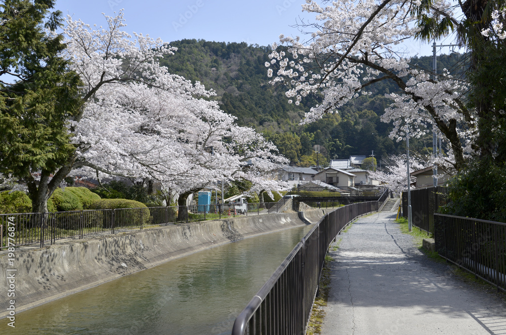 春の琵琶湖疏水