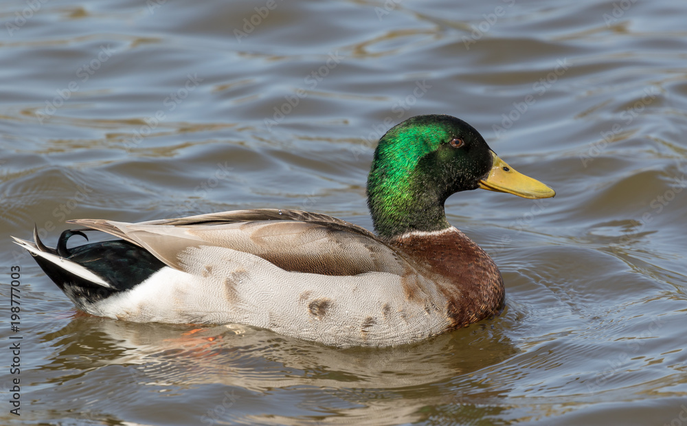 Fototapeta premium Duck swimming in the pond