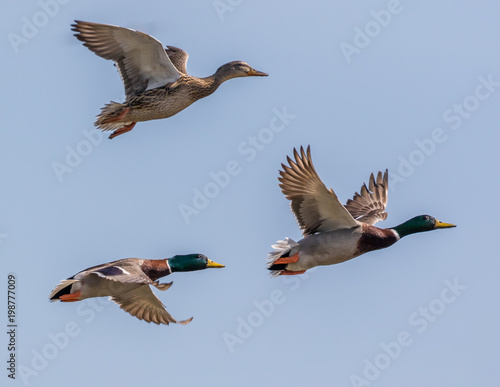 Ducks flying in formation