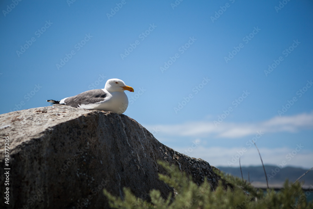 Seagull Rests on a Rock on Sunny Day in Morrow Bay, California Seagull Rests on a Rock on Sunny Day in Morrow Bay, California