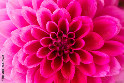 Macro shot of pink dahlia