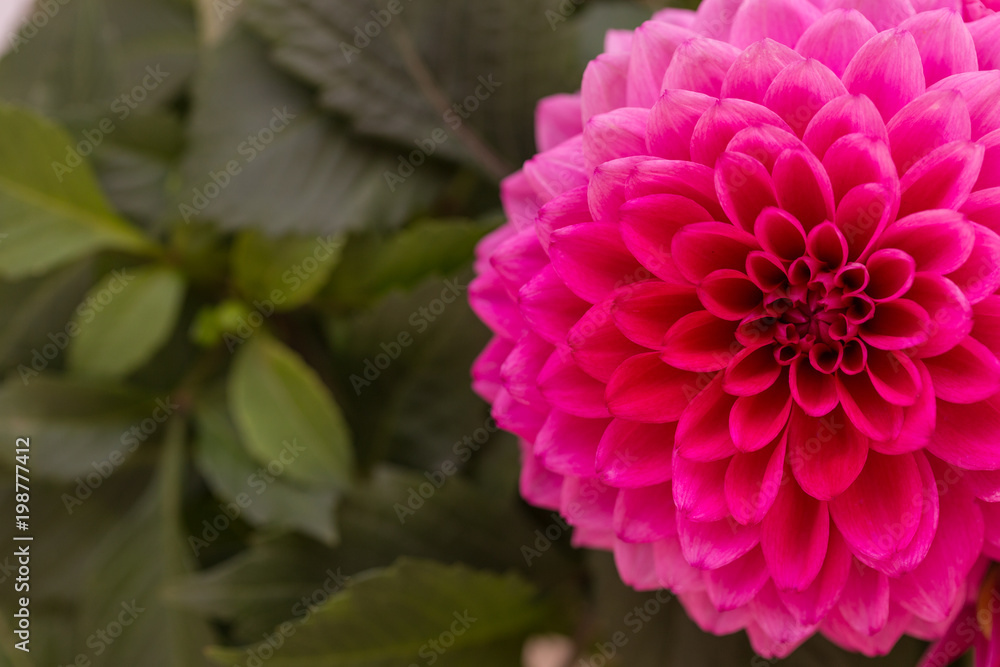 Pink dahlia with copy space. Pink dahlia with copy space.