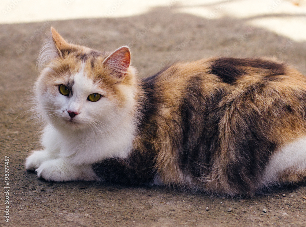 beautiful redheadkitty beautiful redheadkitty