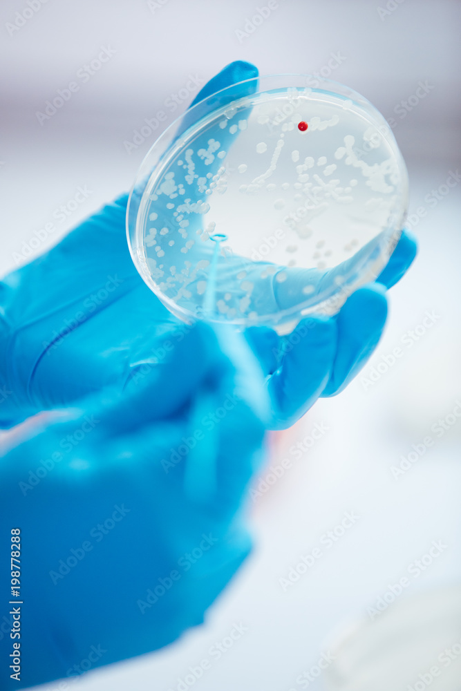 cultivation with inoculation loop of a petri dish by hand of scientist