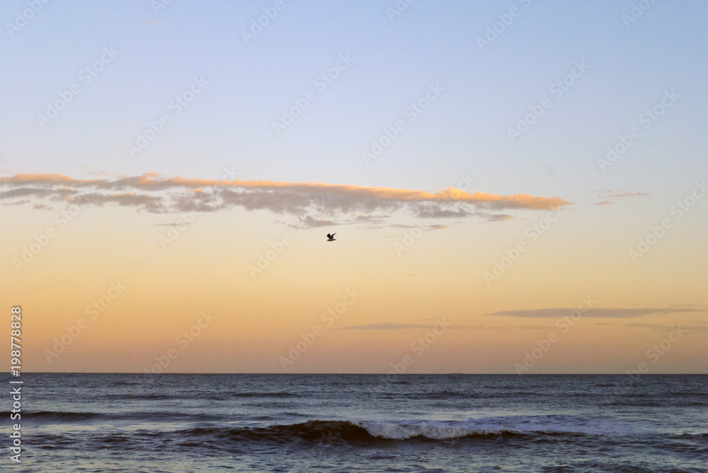 Beautiful sunset with bird flying across the sea wings wide open over at Punta del Este, Uruguay Beautiful sunset with bird flying across the sea wings wide open over at Punta del Este, Uruguay