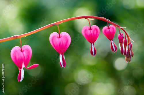 Fotografi Close up of a cluster of bleeding hearts growing in the spring