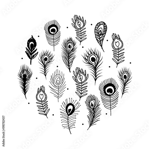 Peacock feather set for your design
