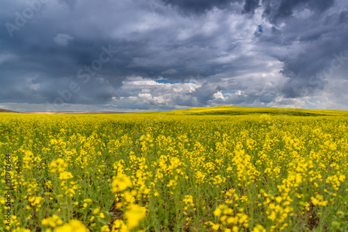 Field of canola in the Palouse area of Washington state