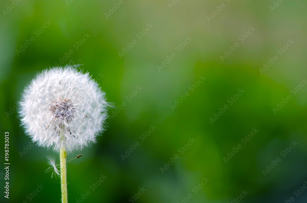 Fototapeta premium Daisy flower on blurred grass background