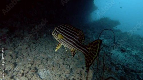 Indian Ocean oriental sweetlip swims under cornice coral reef

 photo