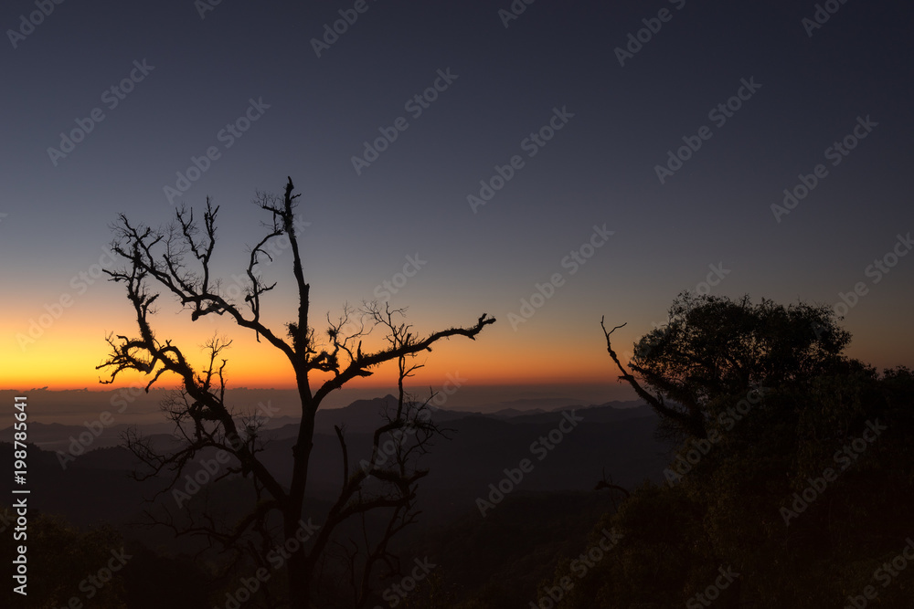 scenic of silhouette of tree on sunrise morning and fog