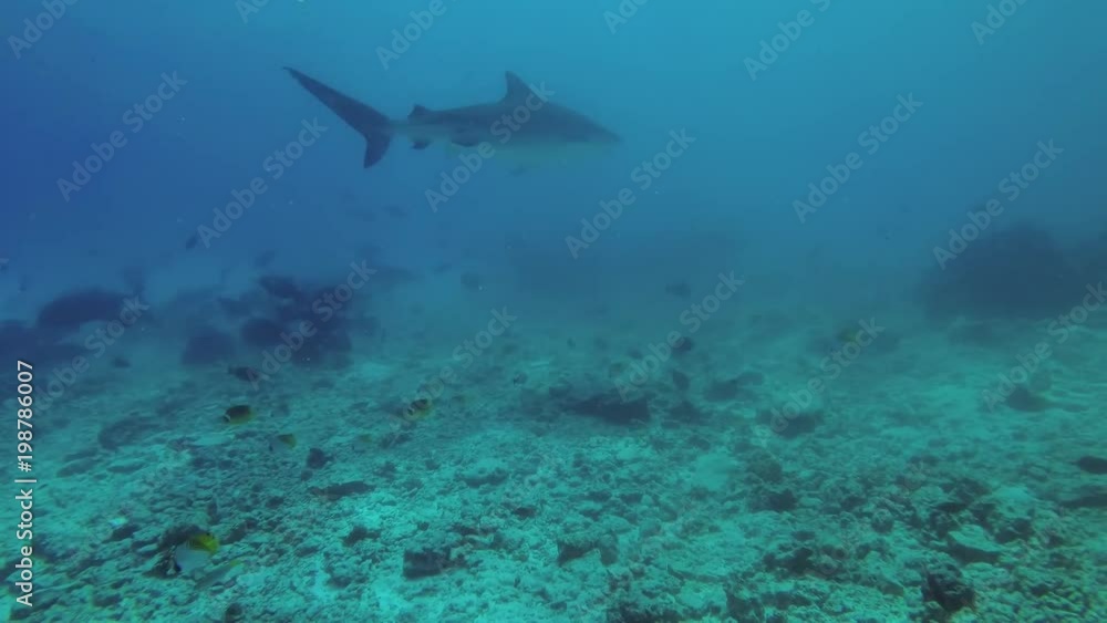 Tiger Shark - Galeocerdo cuvier swim over reef in blue water
Tiger Shark - Galeocerdo cuvier swim over reef in blue water
