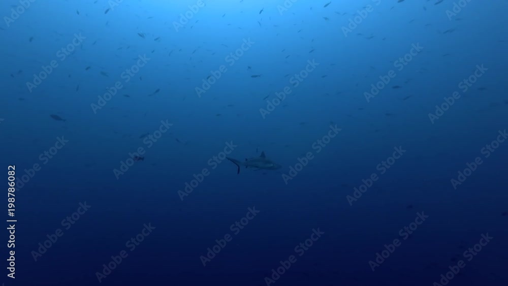 Grey reef shark swims in a blue ocean, Indian Ocean, Maldives
Grey reef shark swims in a blue ocean, Indian Ocean, Maldives