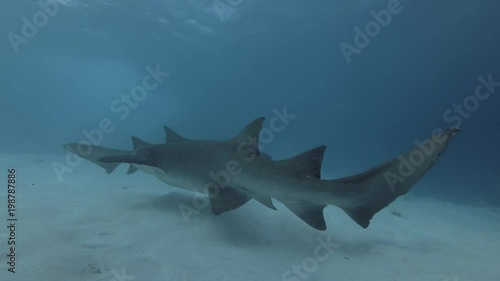 two Tawny nurse shark swims inblue water over sandy bottom
 photo