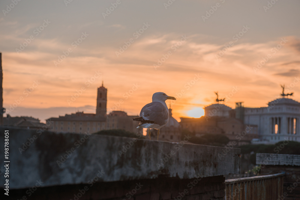 bird at sunset with the Roman Forum d background