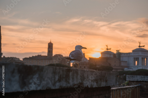 bird at sunset with the Roman Forum d background