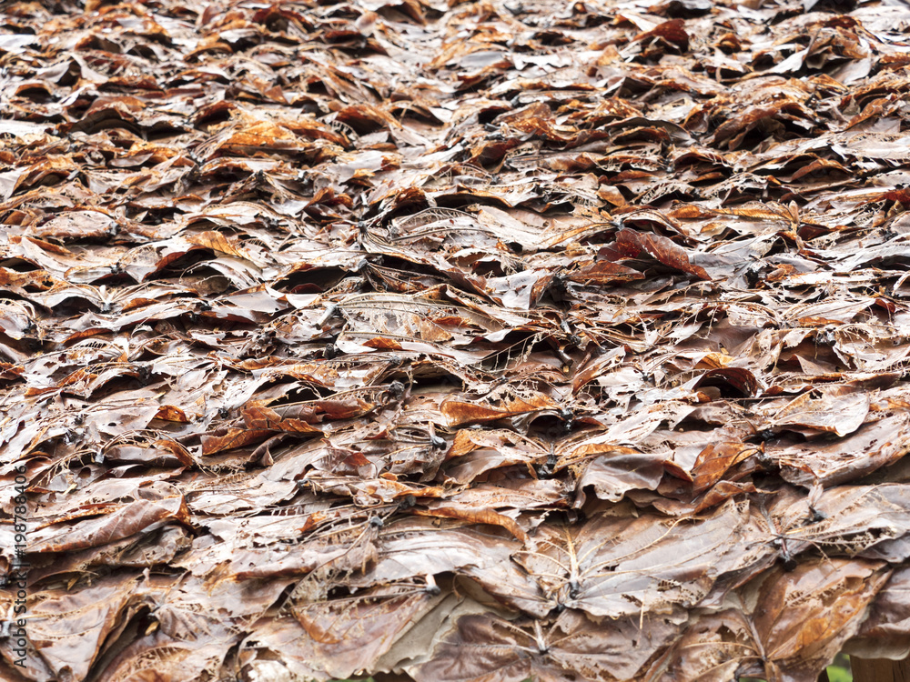 roof make from dry Dipterocarpus tuberculatus Roxb leaf for protect sunshine and rain in north region of Thailand roof make from dry Dipterocarpus tuberculatus Roxb leaf for protect sunshine and rain in north region of Thailand