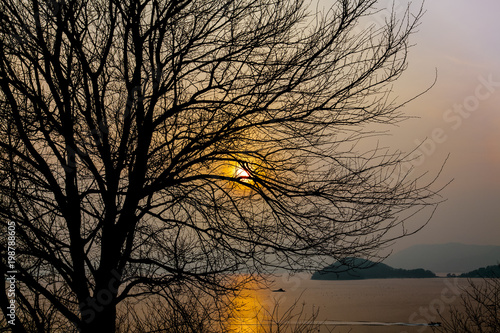 Sun down with Tree