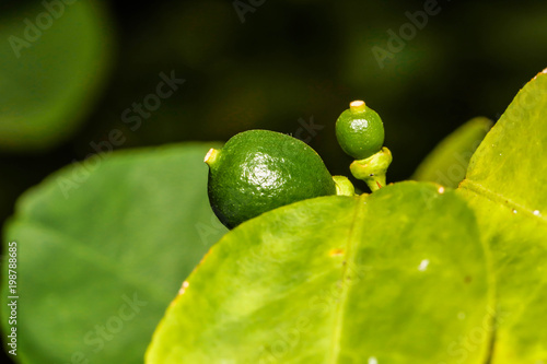 Closeup of little green lemons on tree in garden