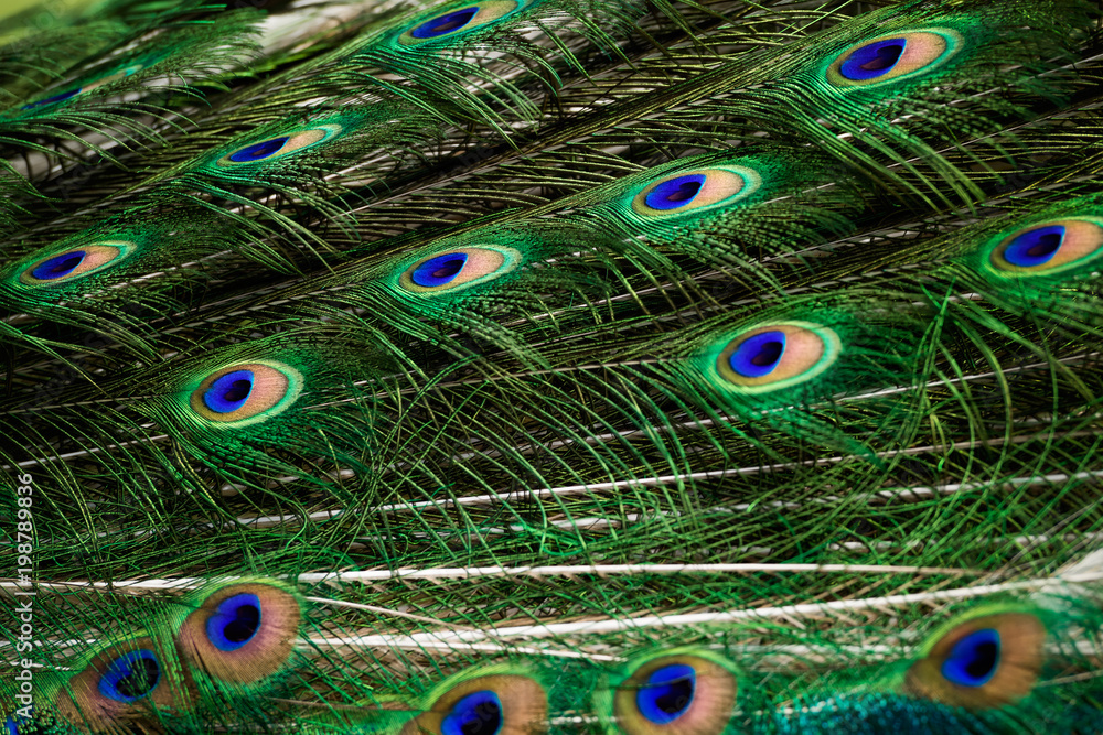 Fototapeta premium Peacock green and blue plumage