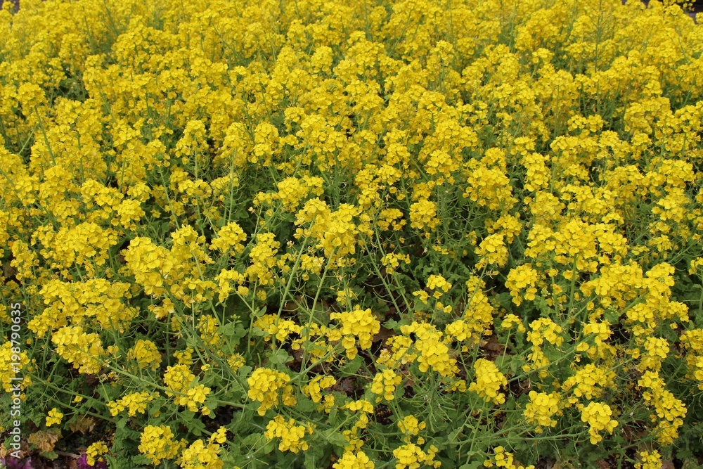 菜の花畑 春到来の千葉といえば菜の花 千葉県の観光名所 と言えば やはり房総半島が一番に挙げられます 房総半島は黒潮などの影響を受け 関東の中でも比較的暖かく 春先には多くの花が咲き乱れます 特に菜の花が咲き誇るスポットとしても有名です 菜の花の菜とは 菜の花畑 春到来の千葉といえば菜の花 千葉県の観光名所 と言えば やはり房総半島が一番に挙げられます 房総半島は黒潮などの影響を受け 関東の中でも比較的暖かく 春先には多くの花が咲き乱れます 特に菜の花が咲き誇るスポットとしても有名です 菜の花の菜とは