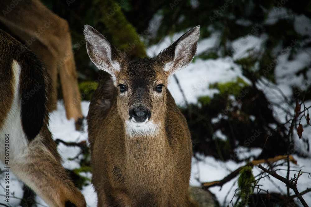 Front Deer