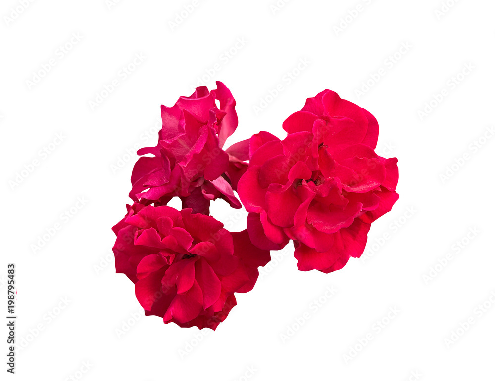 custom made wallpaper toronto digitalRed roses isolated white background