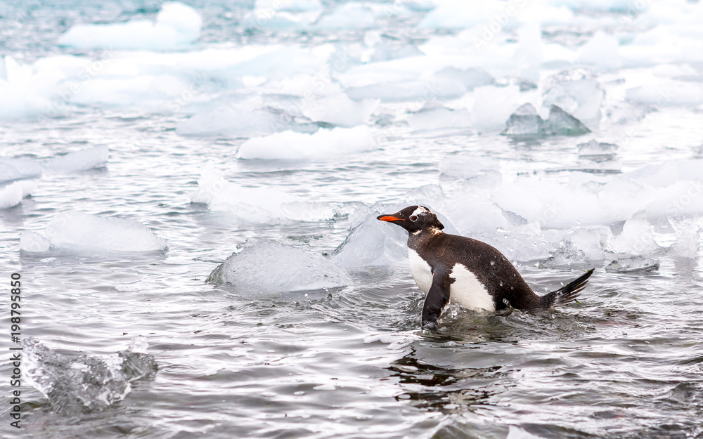 Obraz premium Beautiful landscape and scenery in Antarctica