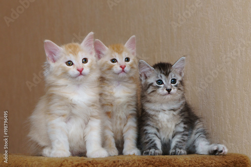 Three cute kitten