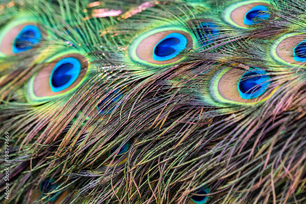 Fototapeta premium Feathers of a peacock close