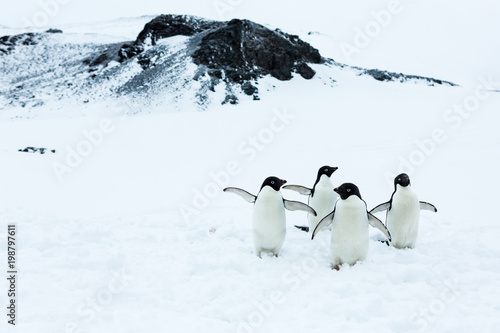 Beautiful landscape and scenery in Antarctica