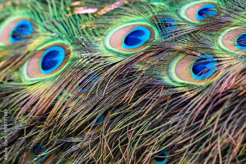 Feathers of a peacock close